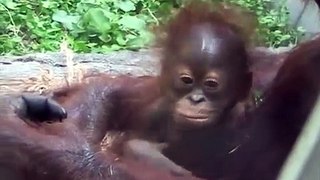 Baby Orangutan Api #4