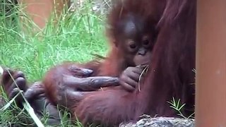 Baby Orangutan Api #3