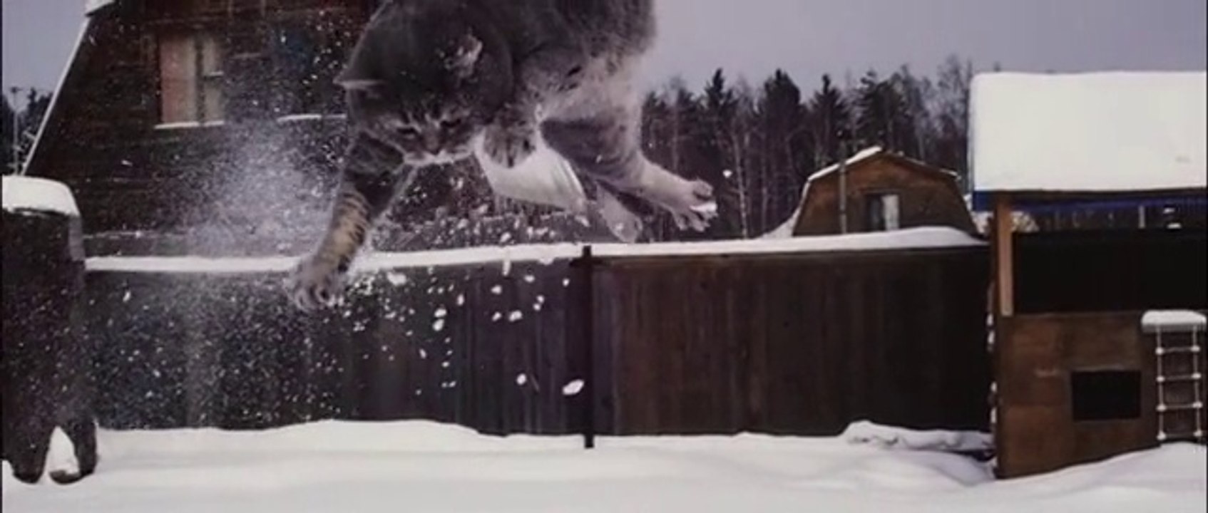 Flying Cat on Snow
