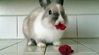 Rabbit.. .