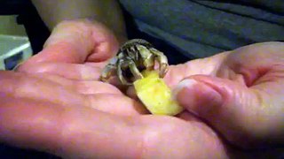 Hermit Crab Eating Apple.wmv