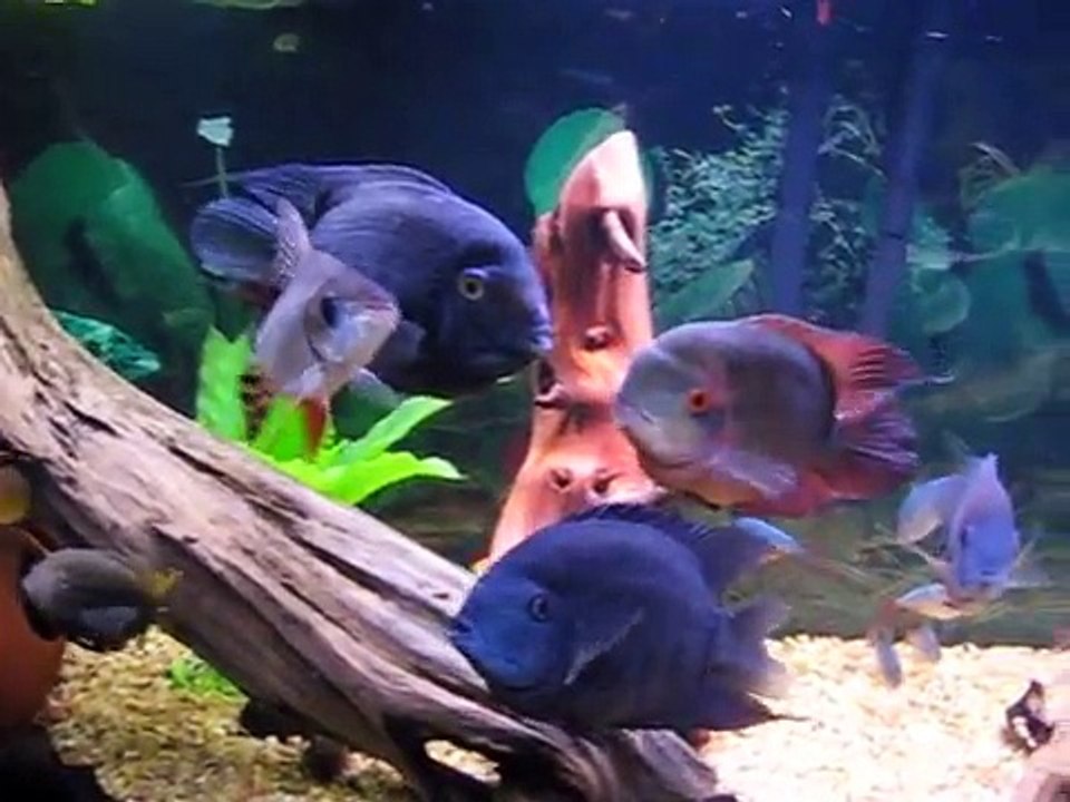125 Gallon Mostly SA Cichlids: Green Severums, Chocolate, Rainbow Cichlid Update