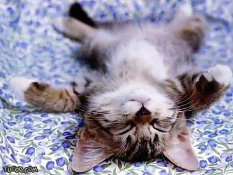 Bon dia! - Dàmaris Gelabert