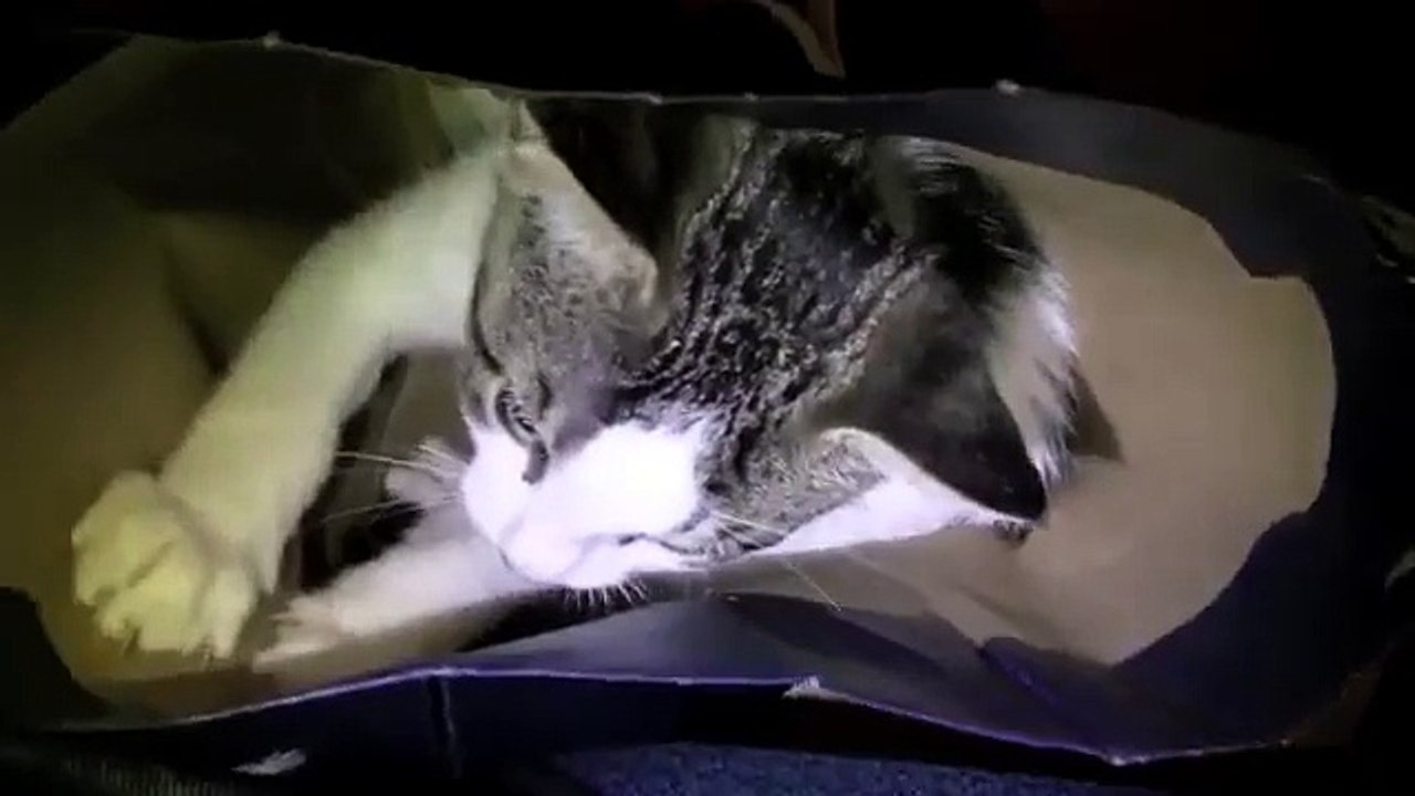 Pussy In A Bag