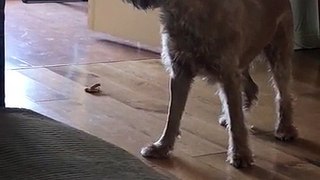 Dog does funny happy dance with piece of toast