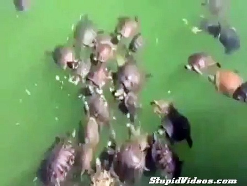 Turtle Feeding Frenzy