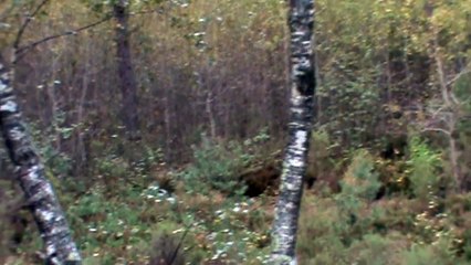 Chasse à l'arc tir d'un sanglier / Wildboar shoot with a Bow