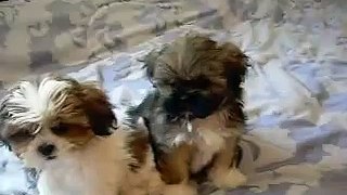shorkie and shorkie puppies NEW BREED OF DOG!