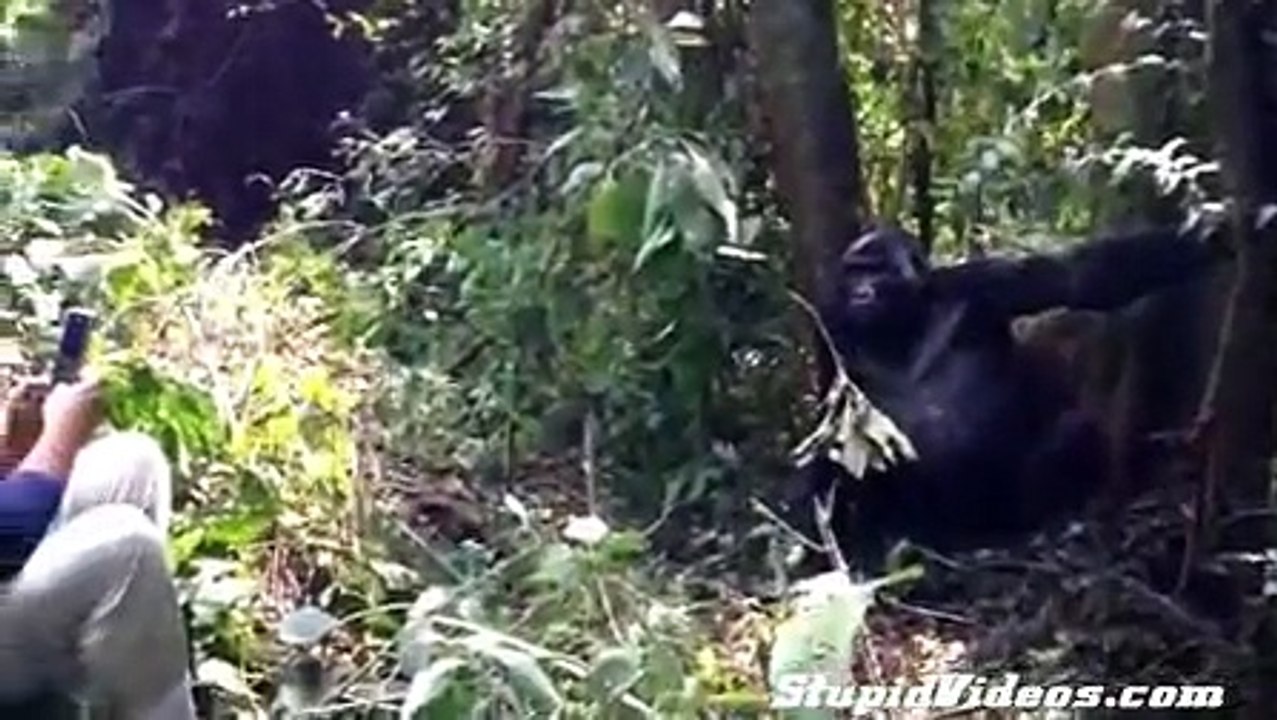Wild Gorilla Kisses Man on 60th Birthday
