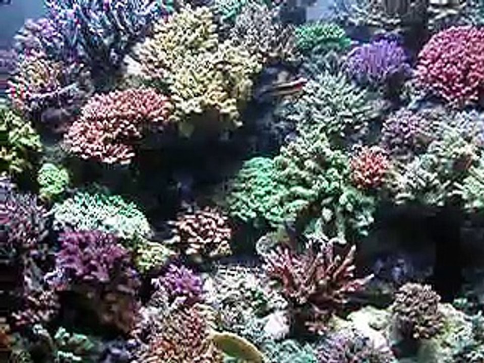 reef tank bac recifal