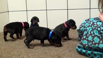 3 week old Doberman puppies bred for serious protection