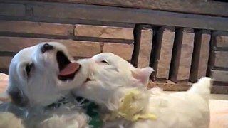 Cuteness Overload - Maltese Puppies