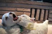 Cuteness Overload - Maltese Puppies
