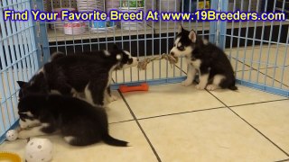 Siberian Husky, Puppies For Sale, In Atlanta, Georgia, GA, Savannah,Sandy Springs, Roswell