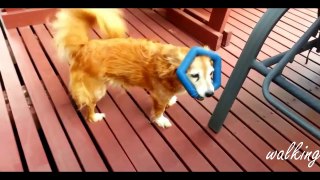 Funny Dogs - A Funny Dog Videos Compilation