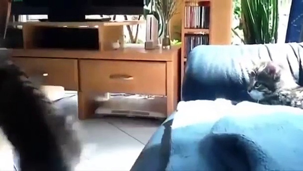 2015 Śmieszne Koty , Zwierzęta Funny Cats and Dogs 2015 BEST NEW