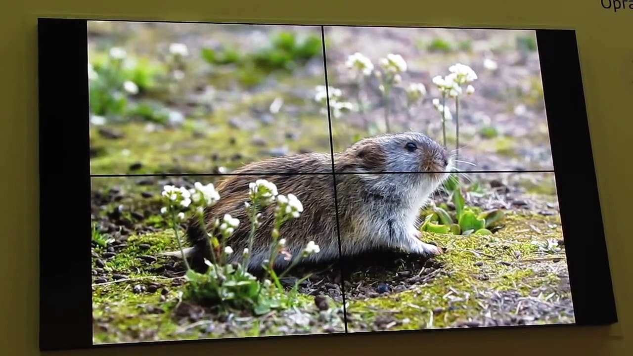 Никита Овсянников, Фото и видеосъемка диких животных Арктики  часть-1