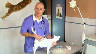Comment faire avaler les médicaments à son chat ?