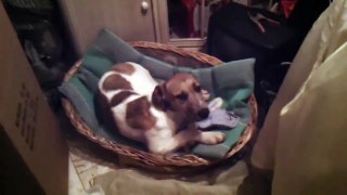 Baby Minnie The Stag-Greyhound Cross. MEGA CUTE!!!