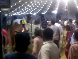 White Cattle Beauty , 25,00000 Rs Eid Qurbanis 2015