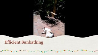 Efficient Sunbathing