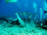 Shark Feeding Dive 1