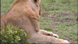 WildEarth Safari AM drive: 5 Male lions