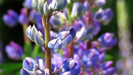 Havanı təxmin edə bilən Lüpin bitkisi