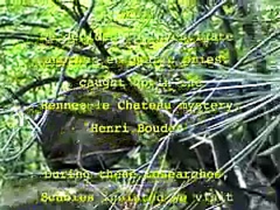 In the woods