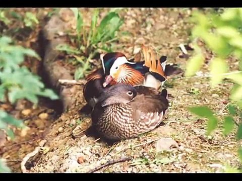 Schonbrunn Palace in Vienna