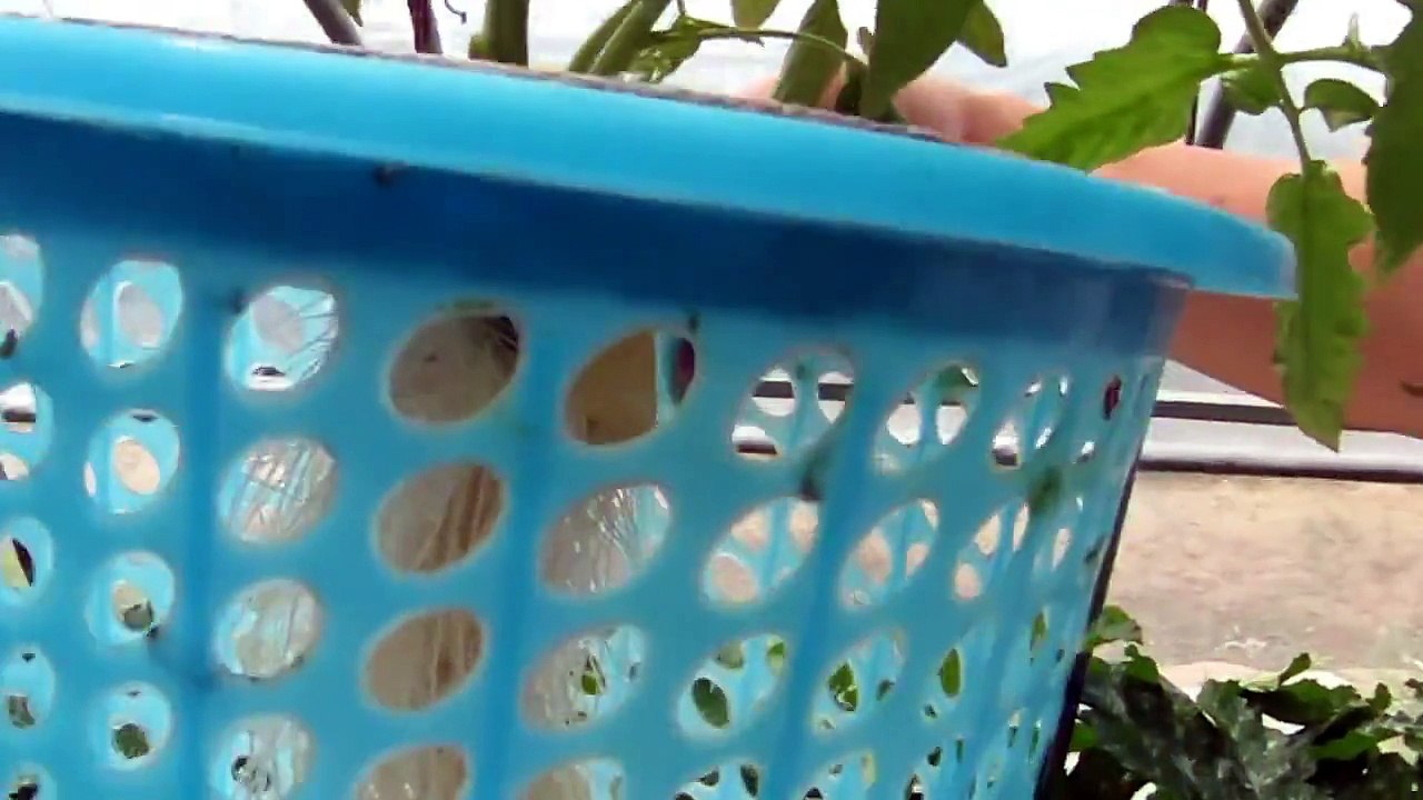 AAAP Aquaponics Community Farming 2