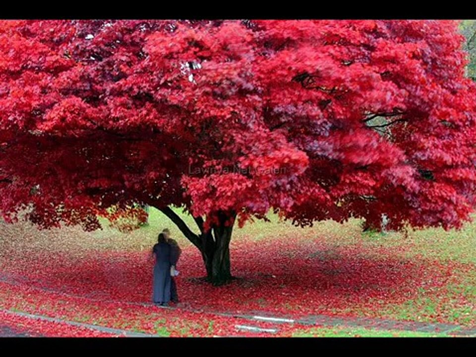Dj Eren vs.Aslı Güngör Kalp Kalbe Karşı (Damar Remix)