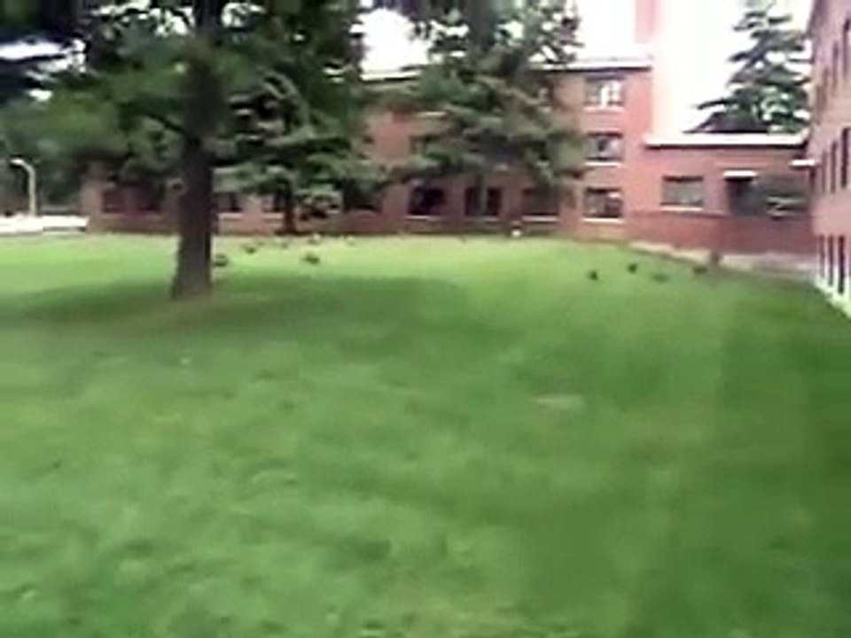 The mystery animal