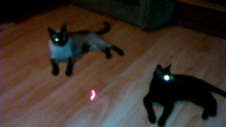 Funny Sweet Cats laser