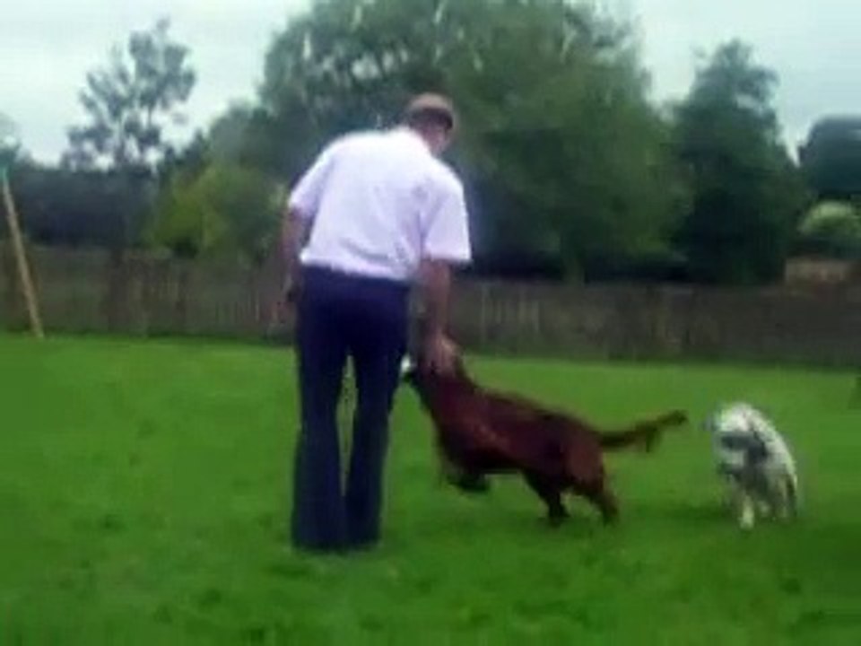 English Setter playing with Irish Setter