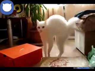 Cat Compilation   Cat Compilation June | army fails compilation