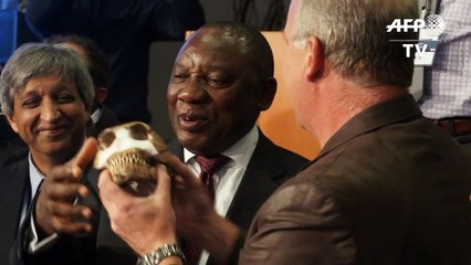 Remains of new human species found in S.African cave