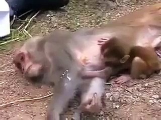 Baby MONKEY Crying On Her Dead Mother.......