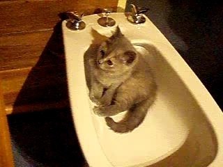 toujours mon bidet