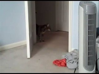 Кот взлетел от испуга