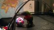 Rainbow lorikeet wresting and playing with new ball on new