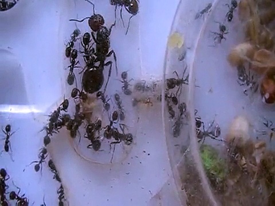 Hormiguero metacrilato de Messor barbarus