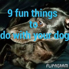 9-fun-things-to-do-with-your-dog
