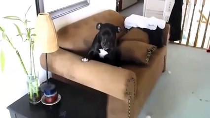 Perros Locos del 2014 - Los Perros mas Graciosos