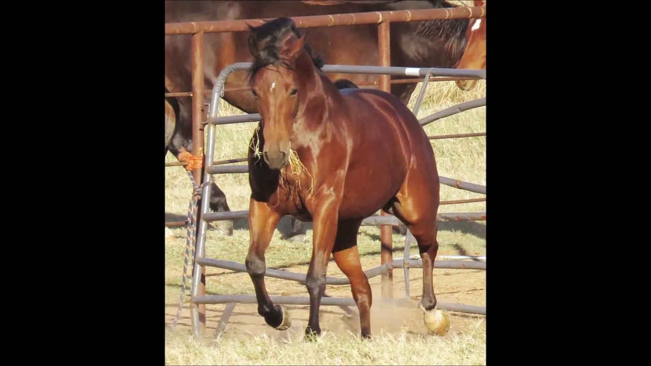 "Bella" Shez A Whizzzin Chic NRHA, NRBC