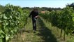Vendanges : la cueillette des raisins débute en Vendée