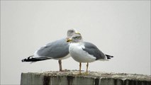 Netypický racek stříbřitý/středomořský  Atypical European Herring Gull or Yellow-legged Gull