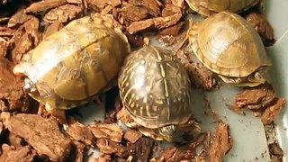 THE REPTILE GUY-Surrendered box turtles with respiratory infections....