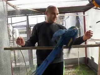 Papagali vorbitori Ara Jako www.pasari-exotice.com Marele alexandru, Crescatorie de papagali