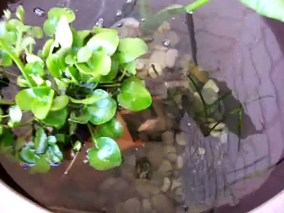 Balcony Fish pond